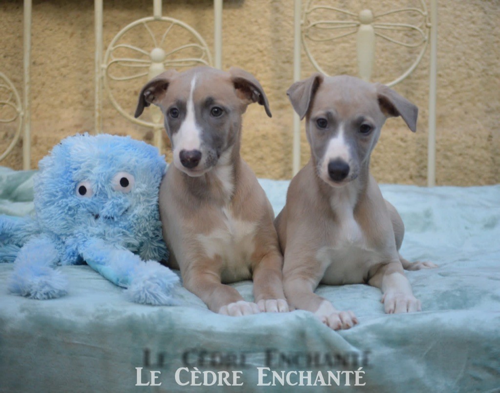 Tiway du Cèdre Enchanté 