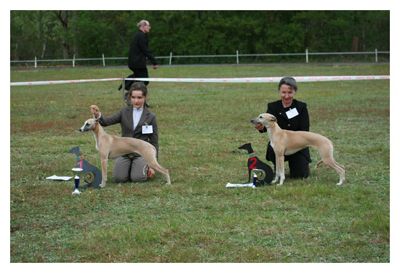 Whippet