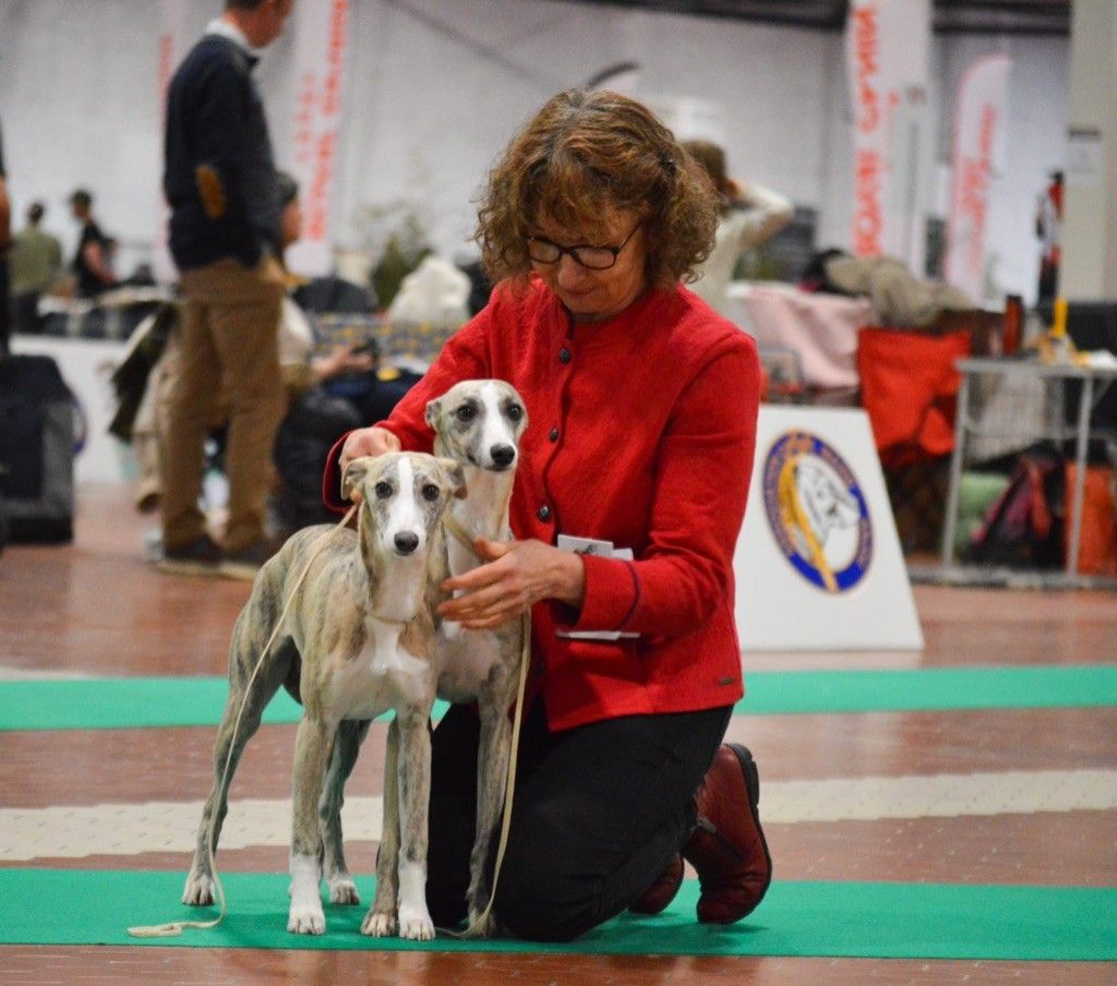 Whippet