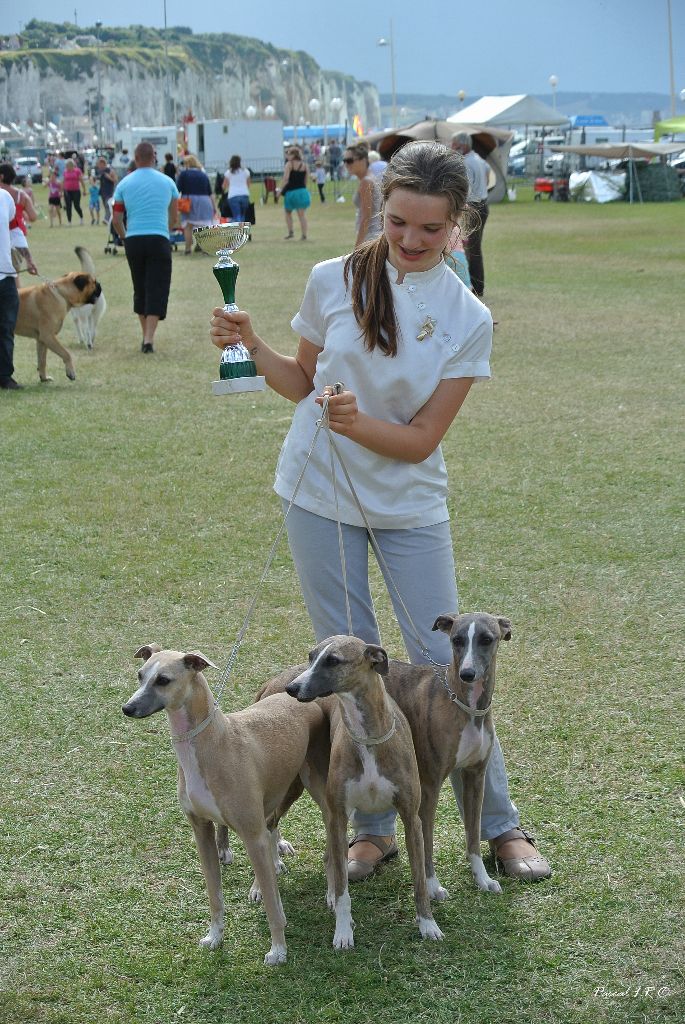 Whippet